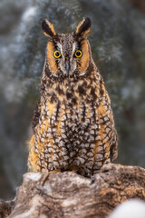 Long-eared owl, Montana.