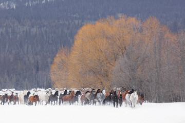 Rodeo horses running during winter roundup, Kalispell, Montana.