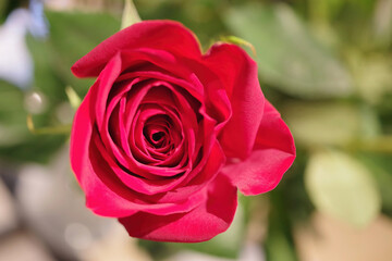 Close-up macro view with selective focus of a red rose blossom seen from direct from above