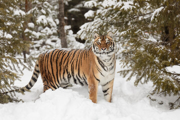 Siberian tiger in deep winter snow, Montana.