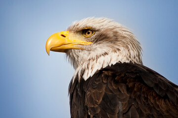 american bald eagle with portrait with blue sky background