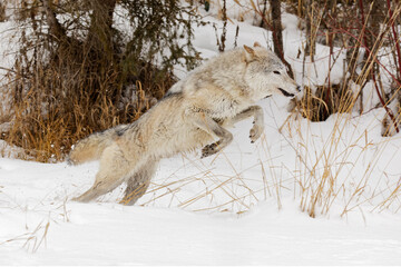 Tundra wolf running in winter, Montana.