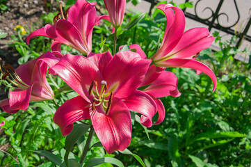 Purple lily flowers (Lílium) close-up on a background of green leaves in a garden on a sunny day