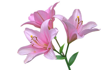 Three pink flowers of lily (Lílium) with green leaves close-up on a white isolated background