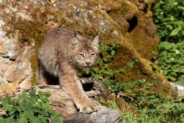 Canada Lynx.