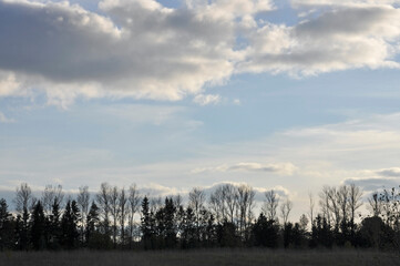 Spring trees without leaves on the background of a beautiful light blue sky with clouds