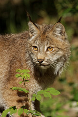 Canada Lynx.