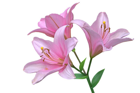 Three pink flowers of lily (L&iacute;lium) with green leaves close-up on a white isolated background
