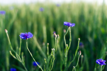 Obraz premium Cornflowers close-up in green grass. Field with cornflowers. Summer background