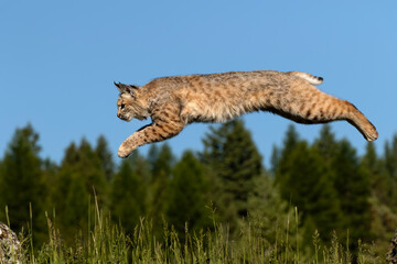 Bobcat jumping.