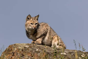 Bobcat.