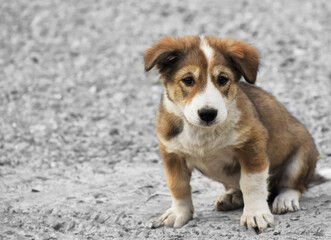 Baby dog brown and white fur sitting on floor for rest and waiting play with owner.
