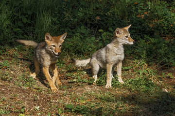 Coyote pups, Canis latrans.