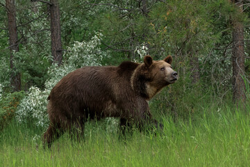 Obraz na płótnie Canvas Grizzly bear.
