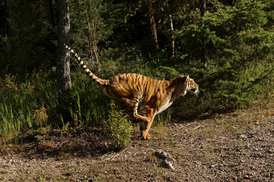 Siberian Tiger running sequence.