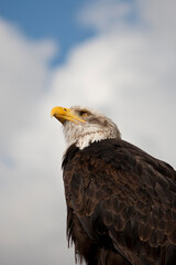 Bald Eagle looking at the sky with clouds 