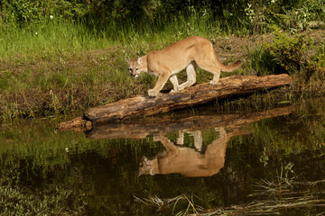 Mountain lion and reflection on pond, Kalispell, Montana.