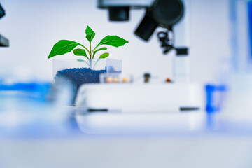 Genetically modified plant tested  .Ecology laboratory exploring new methods of plant breeding