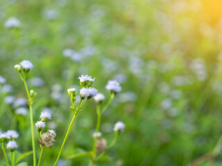 Background and texture of grass flower