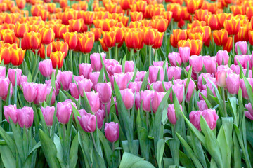 Beautiful blooming pink and orange flowers in the park
