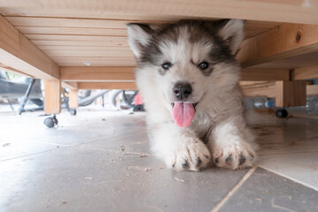 Fototapeta premium A siberian husky on the wooden floor and looking