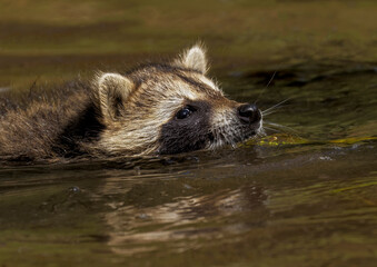 North American raccoon swimming, Montana.