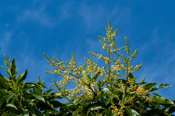 Mango flowers