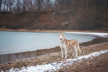Siberian Husky on a Frozen Beach