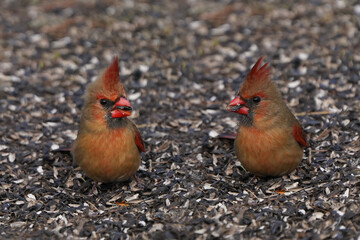 Female Northern Cardinal feeding on ground under bird feeder in early spring day with high winds
