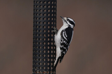 Female Downy woodpecker hanging off feeder in early spring day feeding