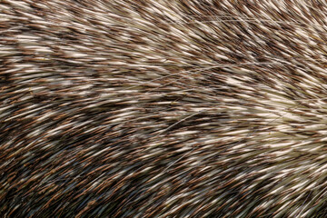 North American Porcupine quills or spines up close.