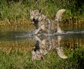 Wolf running in stream with reflection, Montana.