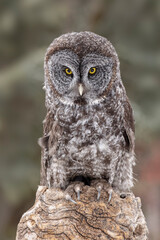 Great grey owl, Montana.