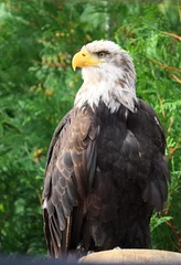 Foto op Plexiglas american bald eagle © Pia Jungblut