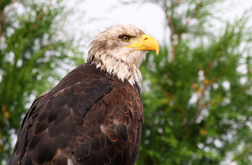 american bald eagle
