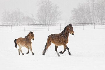 Fototapeta na wymiar Two horses running during winter horse roundup, Kalispell, Montana.