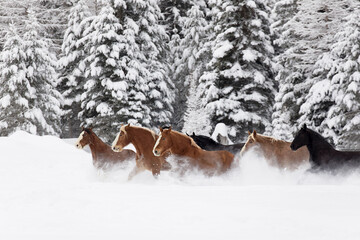 Horses running during winter roundup, Kalispell, Montana.