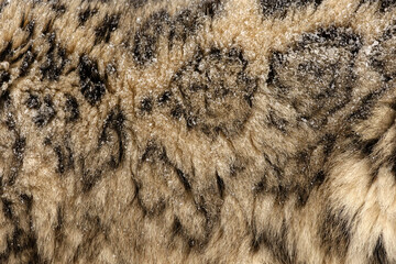 Snow leopard, Montana.