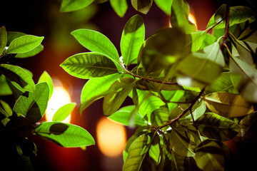 tree in the garden