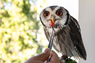 森の哲学者フクロウの給餌　アフリカオオコノハズク