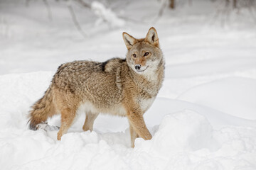 Fototapeta premium Coyote in deep winter snow, Montana.