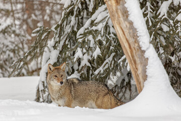 Coyote in deep winter snow, Montana.