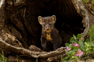 Pine Marten, Montana.