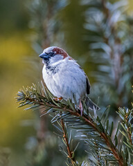 Sparrow