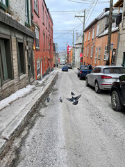 Des pigeons dans une rue de Québec