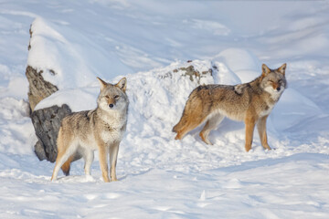 Fototapeta na wymiar Pair of coyotes in winter, Montana.