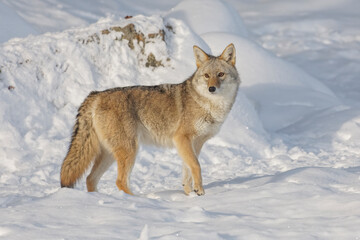 Obraz premium Pair of coyotes in winter, Montana.