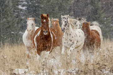 Herd of rodeo horses running through meadow in winter, Kalispell, Montana.