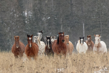 Herd of rodeo horses running through meadow in winter, Kalispell, Montana.