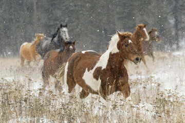 Herd of rodeo horses running through meadow in winter, Kalispell, Montana.